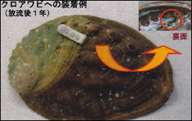アバロン・タグについて